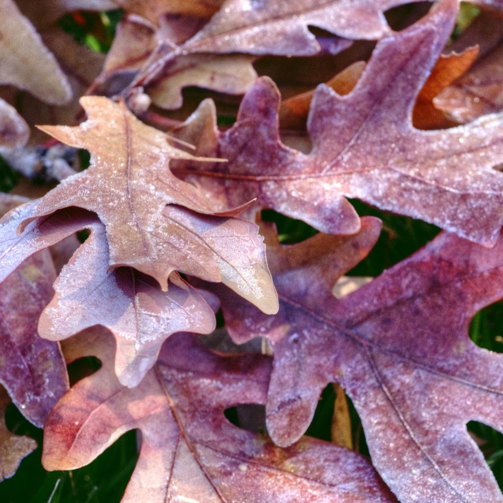 Обои природа, листья, иней, осень, дуб, осенние листья, дубовый лист, nature, leaves, frost, autumn, oak, autumn leaves разрешение 1920x1274 Загрузить