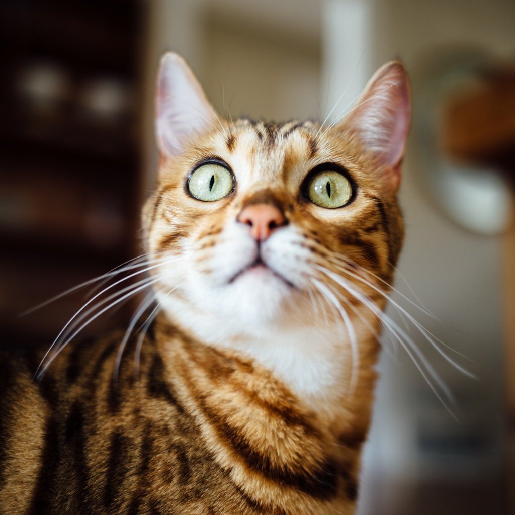 Обои кот, мордочка, усы, кошка, взгляд, зеленые глаза, cat, muzzle, mustache, look, green eyes разрешение 5472x3648 Загрузить