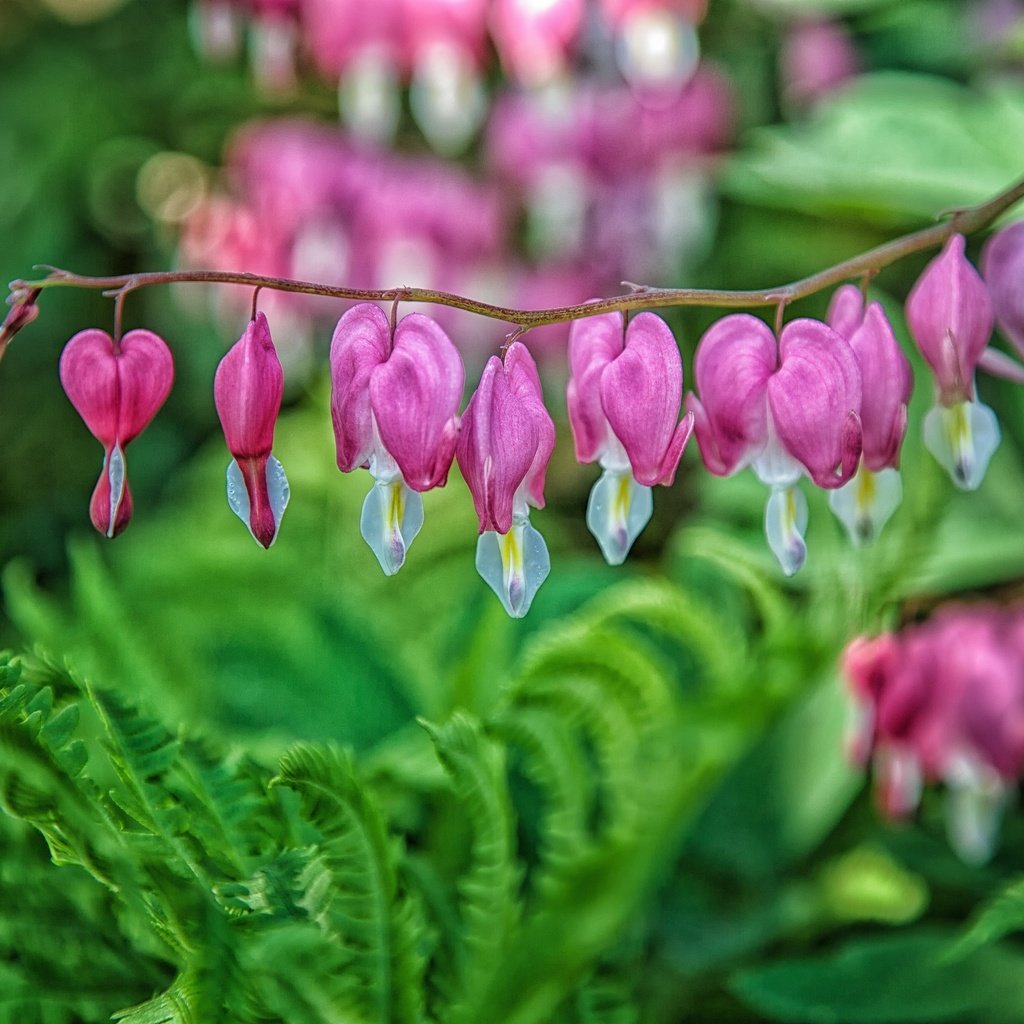 Обои цветы, растения, макро, дицентра, разбитое сердце, flowers, plants, macro, the bleeding heart, broken heart разрешение 2880x1920 Загрузить