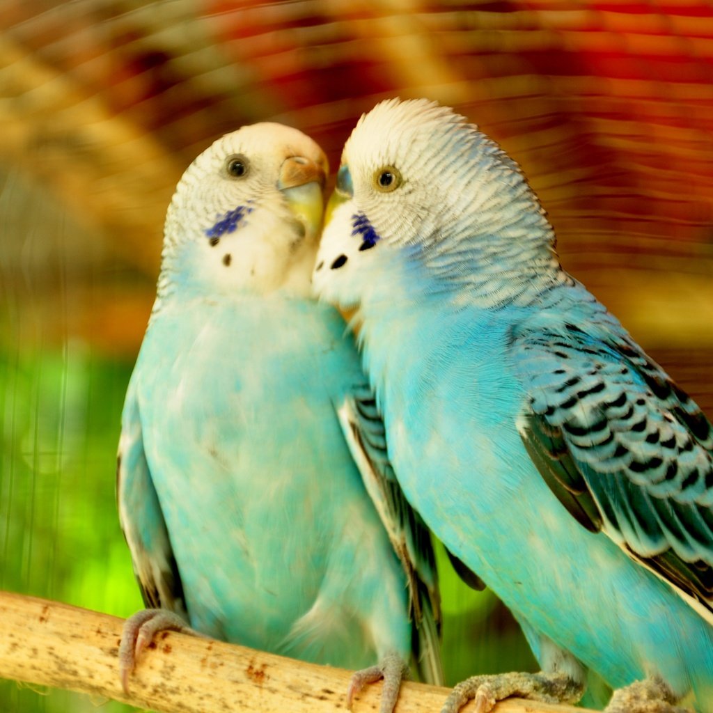 Обои птицы, любовь, пара, попугаи, волнистый попугай, birds, love, pair, parrots, wavy parrot разрешение 3216x2136 Загрузить