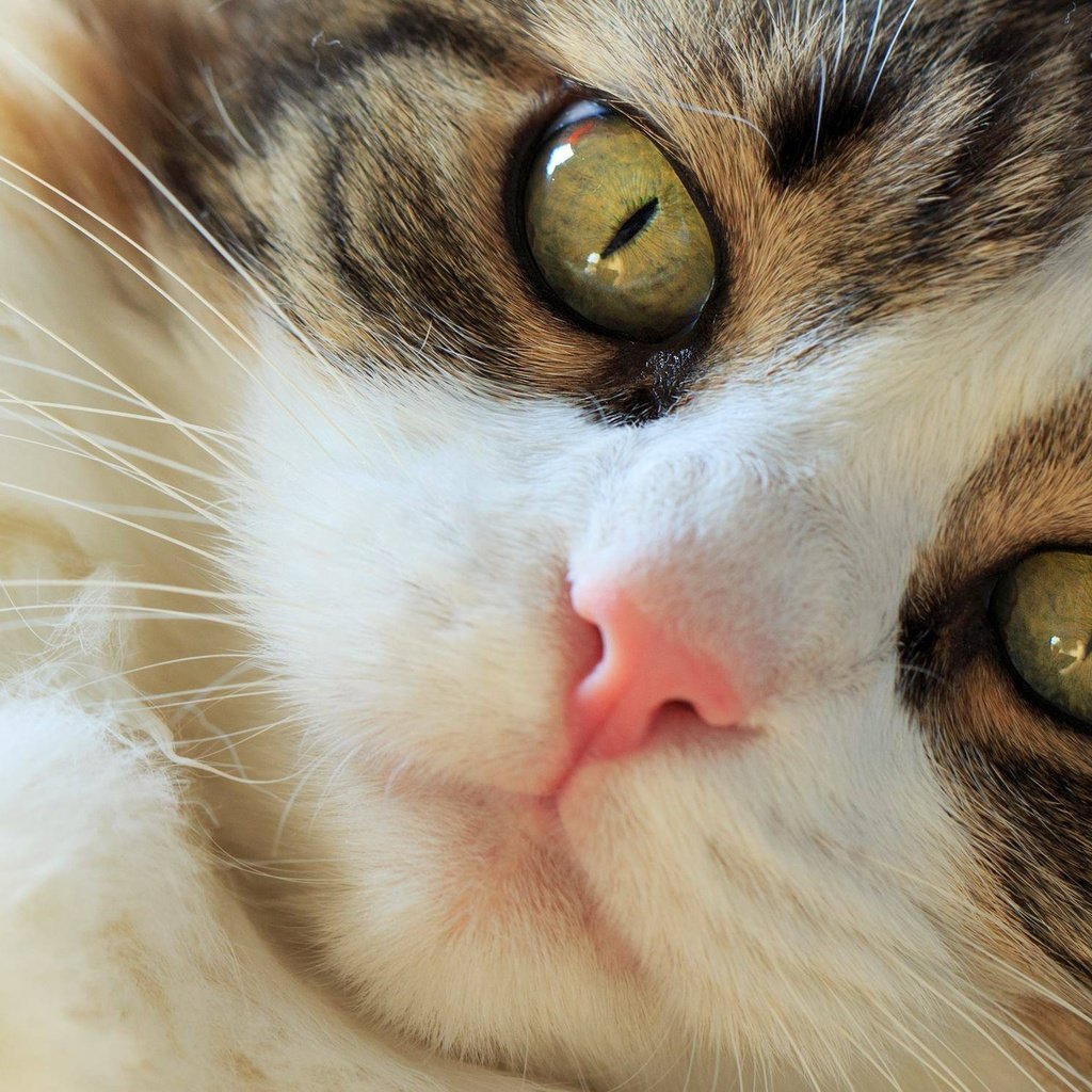 Обои глаза, кот, мордочка, усы, кошка, взгляд, норвежская лесная кошка, eyes, cat, muzzle, mustache, look, norwegian forest cat разрешение 2000x1483 Загрузить