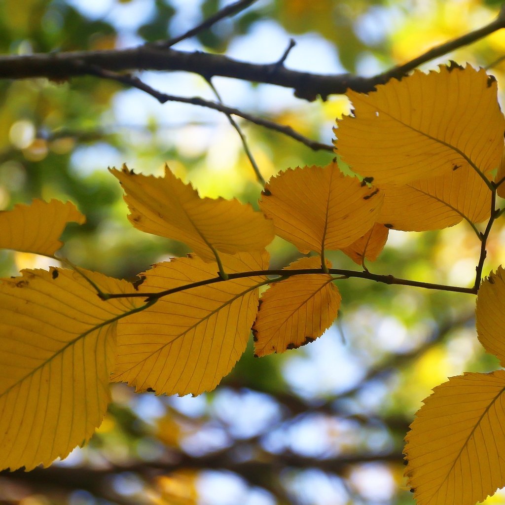 Обои листья, фон, ветки, осень, боке, осенний лист, leaves, background, branches, autumn, bokeh разрешение 1920x1280 Загрузить