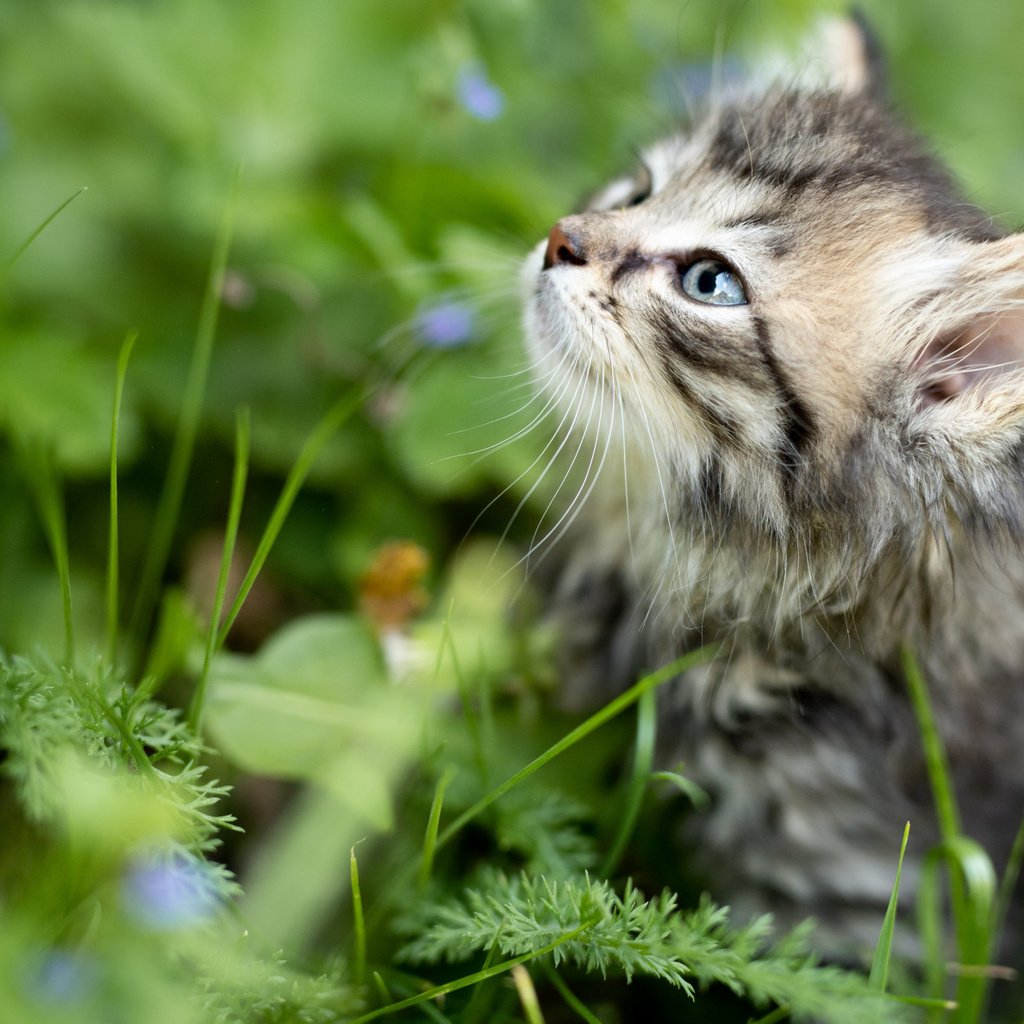Обои трава, мордочка, взгляд, котенок, малыш, grass, muzzle, look, kitty, baby разрешение 2112x1188 Загрузить