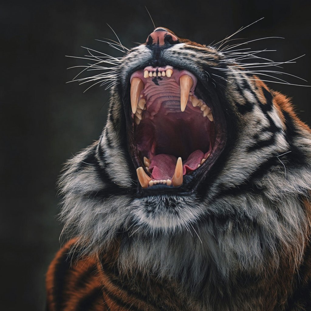 Обои тигр, морда, кошка, язык, tiger, face, cat, language разрешение 1920x1200 Загрузить