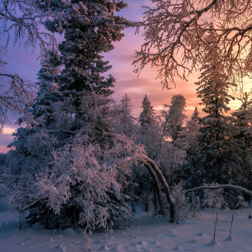 Обои снег, лес, зима, елки, snow, forest, winter, tree разрешение 1920x1280 Загрузить
