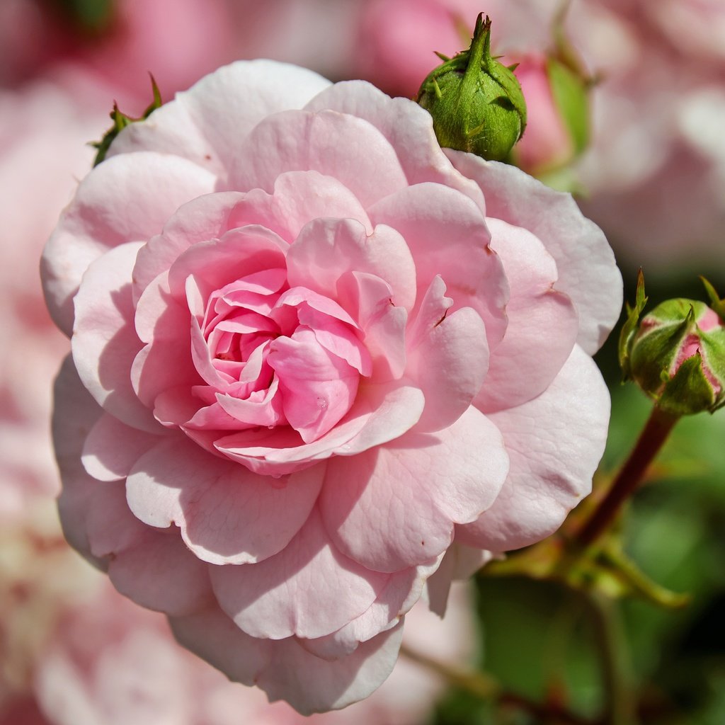 Обои цветы, бутоны, розы, лепестки, боке, розовая роза, крупным планом, flowers, buds, roses, petals, bokeh, pink rose, closeup разрешение 4896x3264 Загрузить