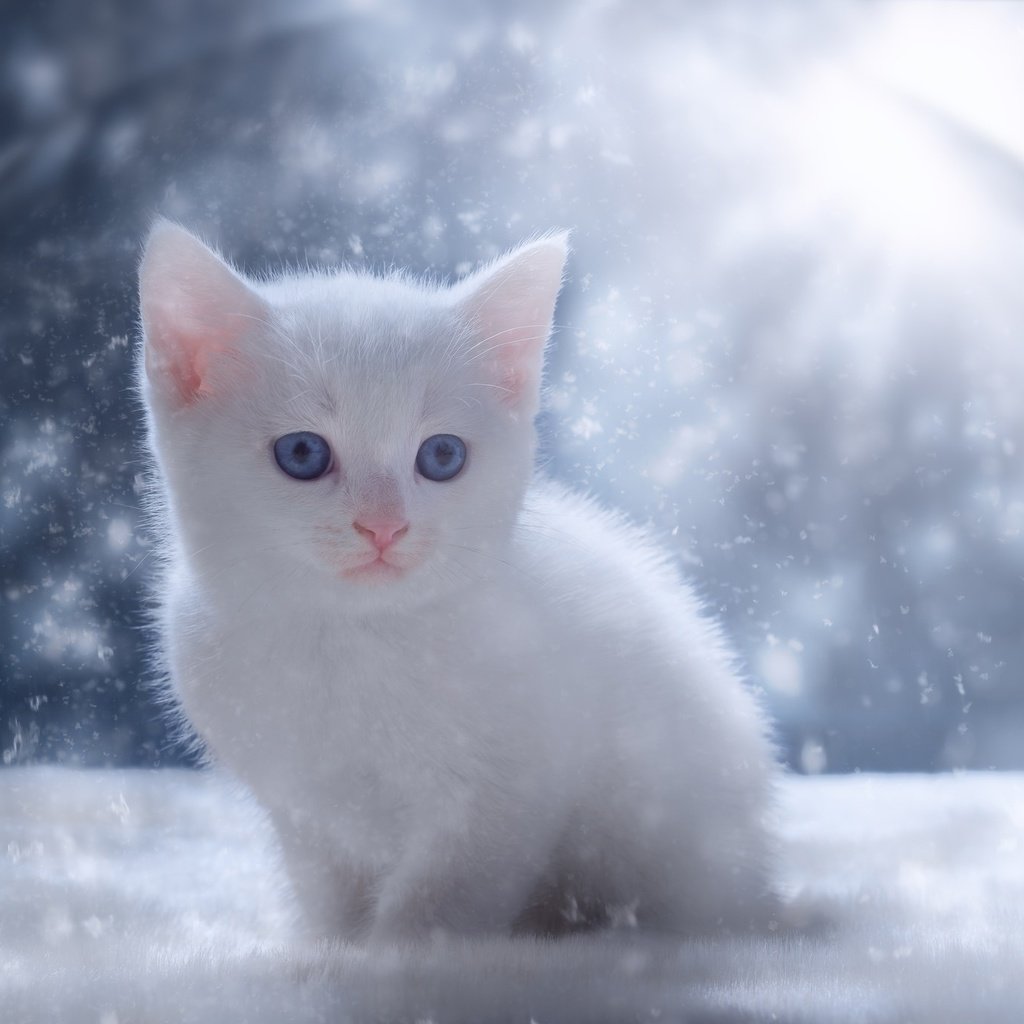 Обои глаза, снег, зима, кот, мордочка, кошка, взгляд, котенок, белый, white, eyes, snow, winter, cat, muzzle, look, kitty разрешение 2048x1367 Загрузить