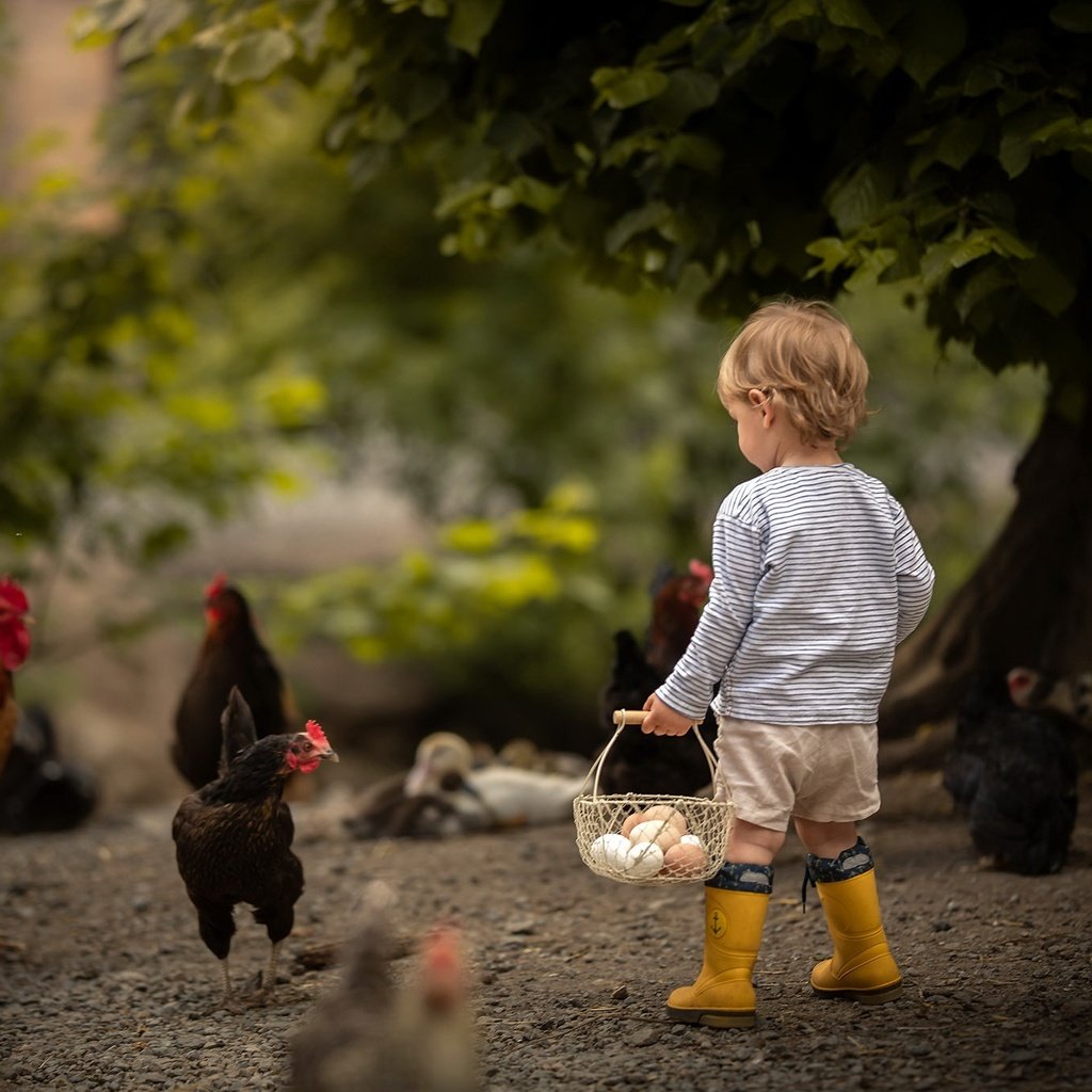 Обои мальчик, яйца, боке, курицы, boy, eggs, bokeh, chicken разрешение 2048x1365 Загрузить