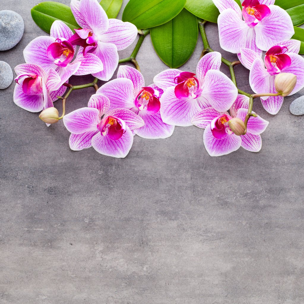 Обои камни, серый фон, розовые цветы, орхидеи, stones, grey background, pink flowers, orchids разрешение 5426x3617 Загрузить