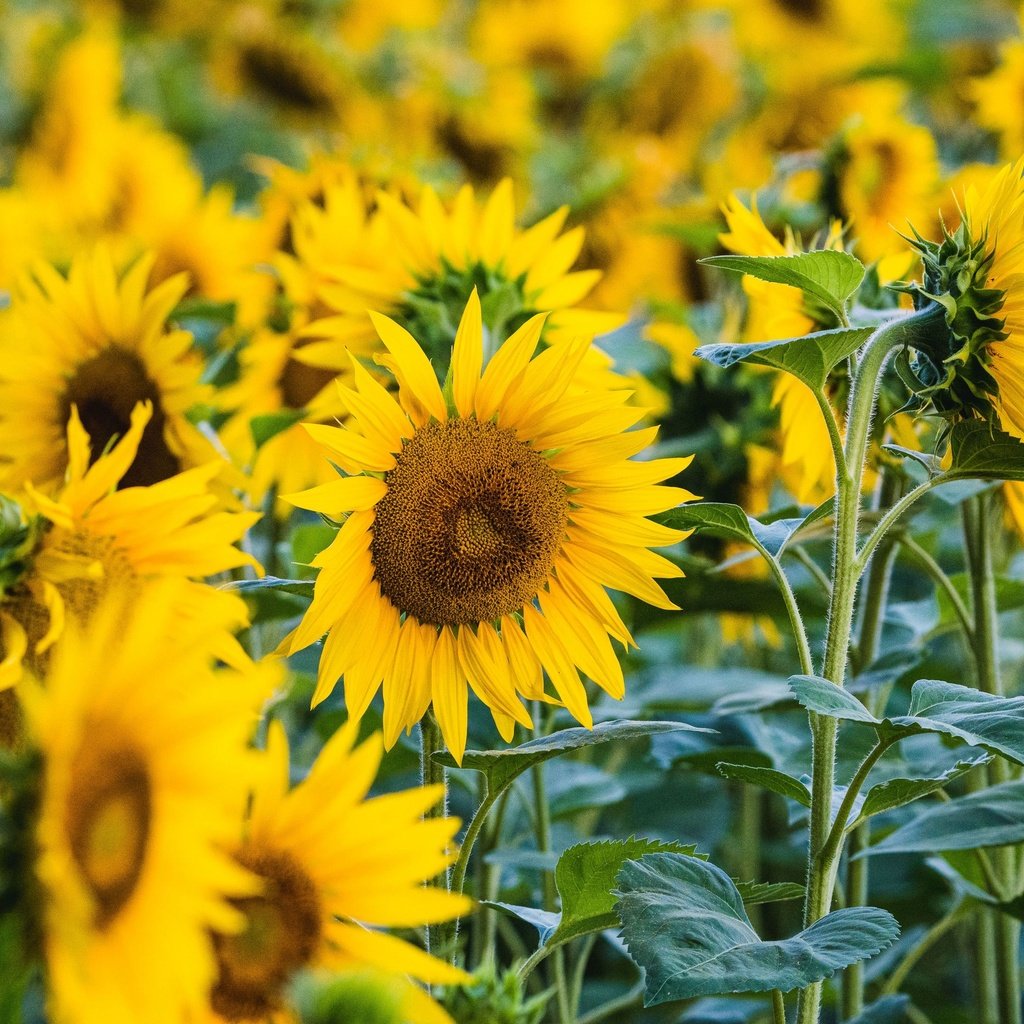 Обои цветы, поле, лепестки, подсолнух, подсолнухи, flowers, field, petals, sunflower, sunflowers разрешение 3840x2160 Загрузить