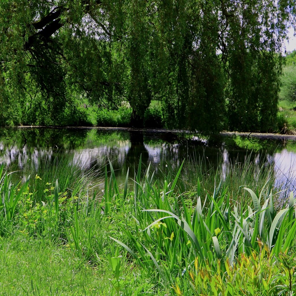 Обои природа, растения, парк, пруд, nature, plants, park, pond разрешение 3840x2160 Загрузить