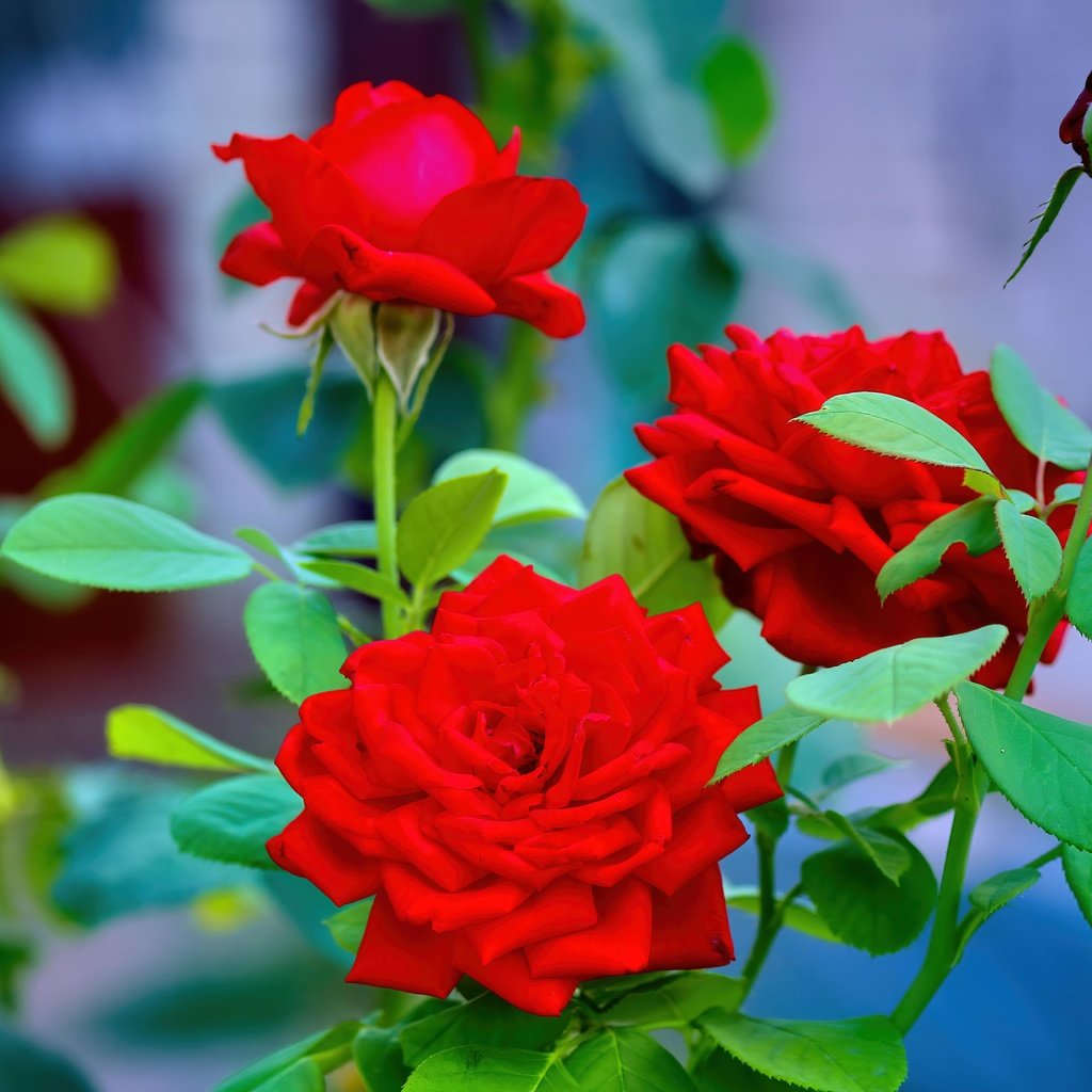 Обои цветы, розы, красные, flowers, roses, red разрешение 5184x3456 Загрузить