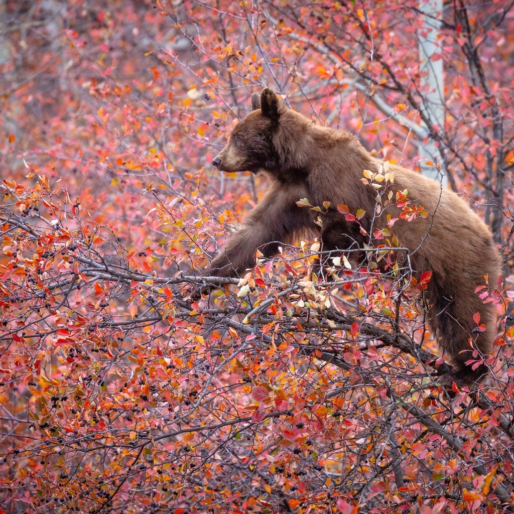 Обои дерево, ветки, осень, медведь, ягоды, на дереве, tree, branches, autumn, bear, berries, on the tree разрешение 3600x2400 Загрузить