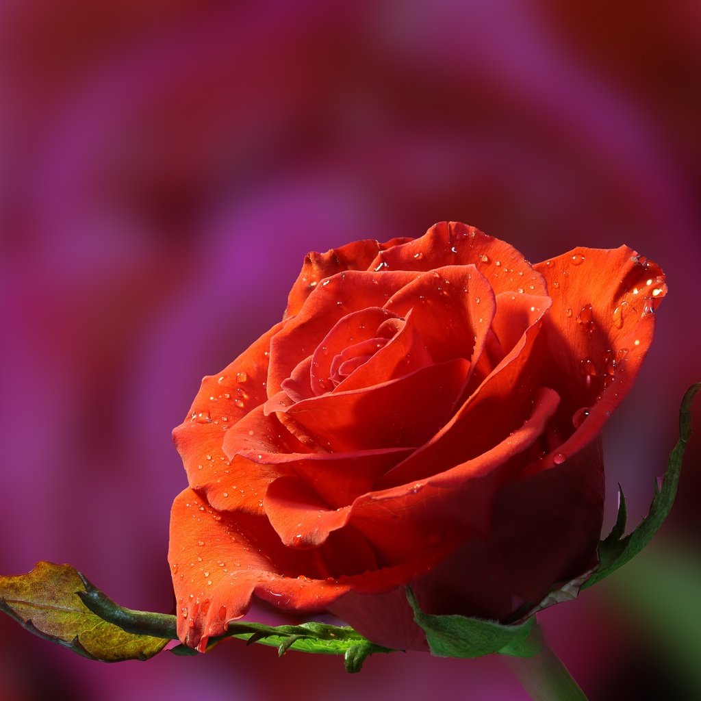 Обои цветок, капли, роза, бутон, боке, flower, drops, rose, bud, bokeh разрешение 5770x3765 Загрузить