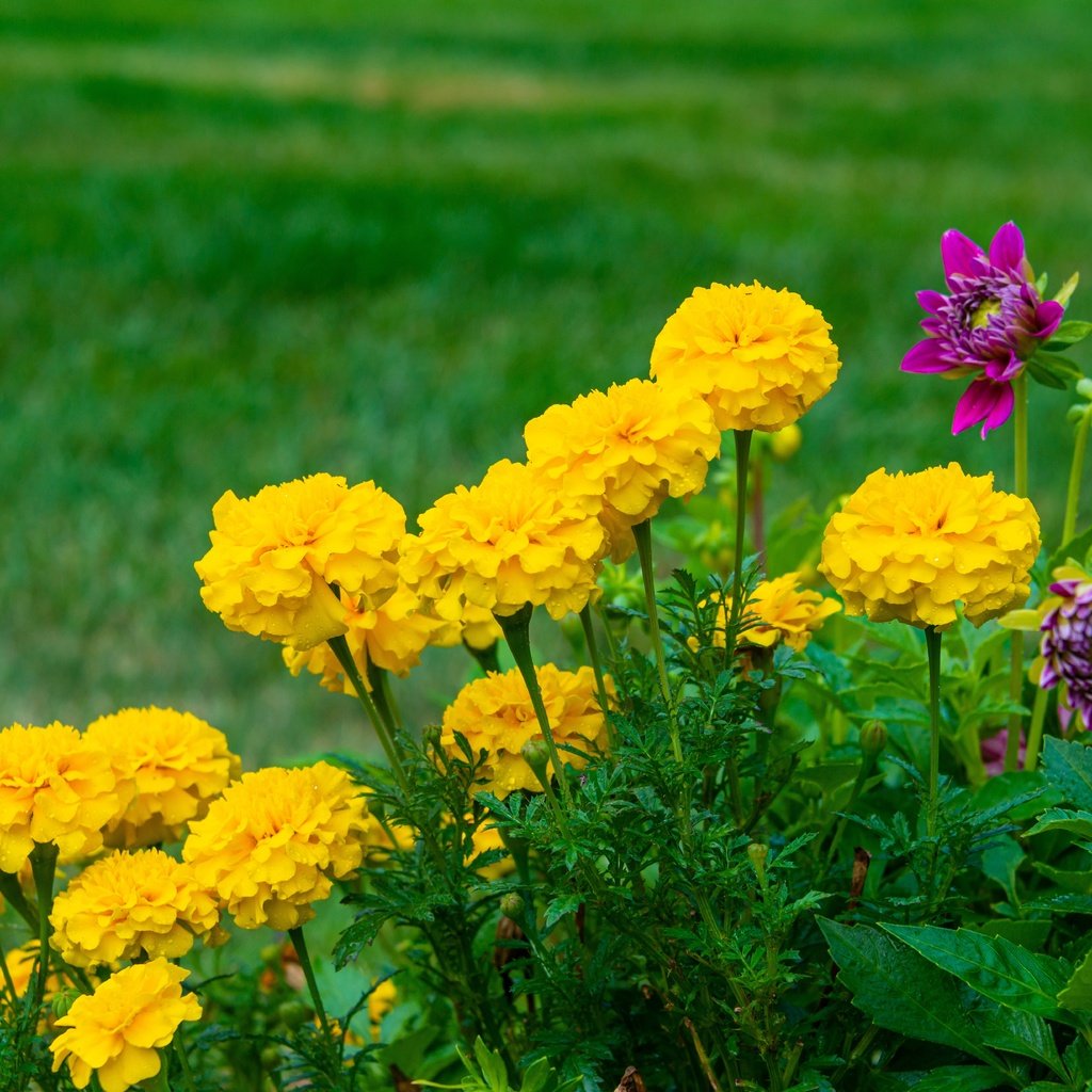 Обои цветы, желтые, бархатцы, flowers, yellow, marigolds разрешение 7360x4912 Загрузить