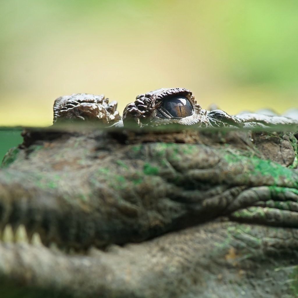 Обои глаз, крокодил, eyes, crocodile разрешение 3840x2160 Загрузить