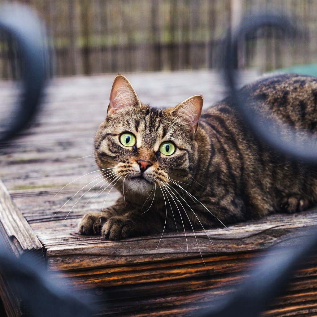 Обои кот, кошка, взгляд, забор, боке, cat, look, the fence, bokeh разрешение 3840x2160 Загрузить