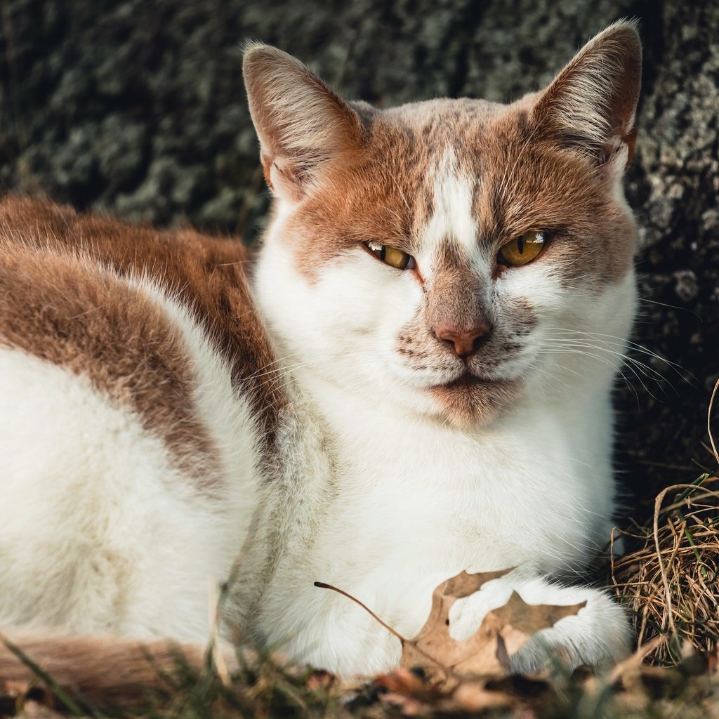 Обои морда, трава, кот, кошка, взгляд, лежит, face, grass, cat, look, lies разрешение 3840x2400 Загрузить