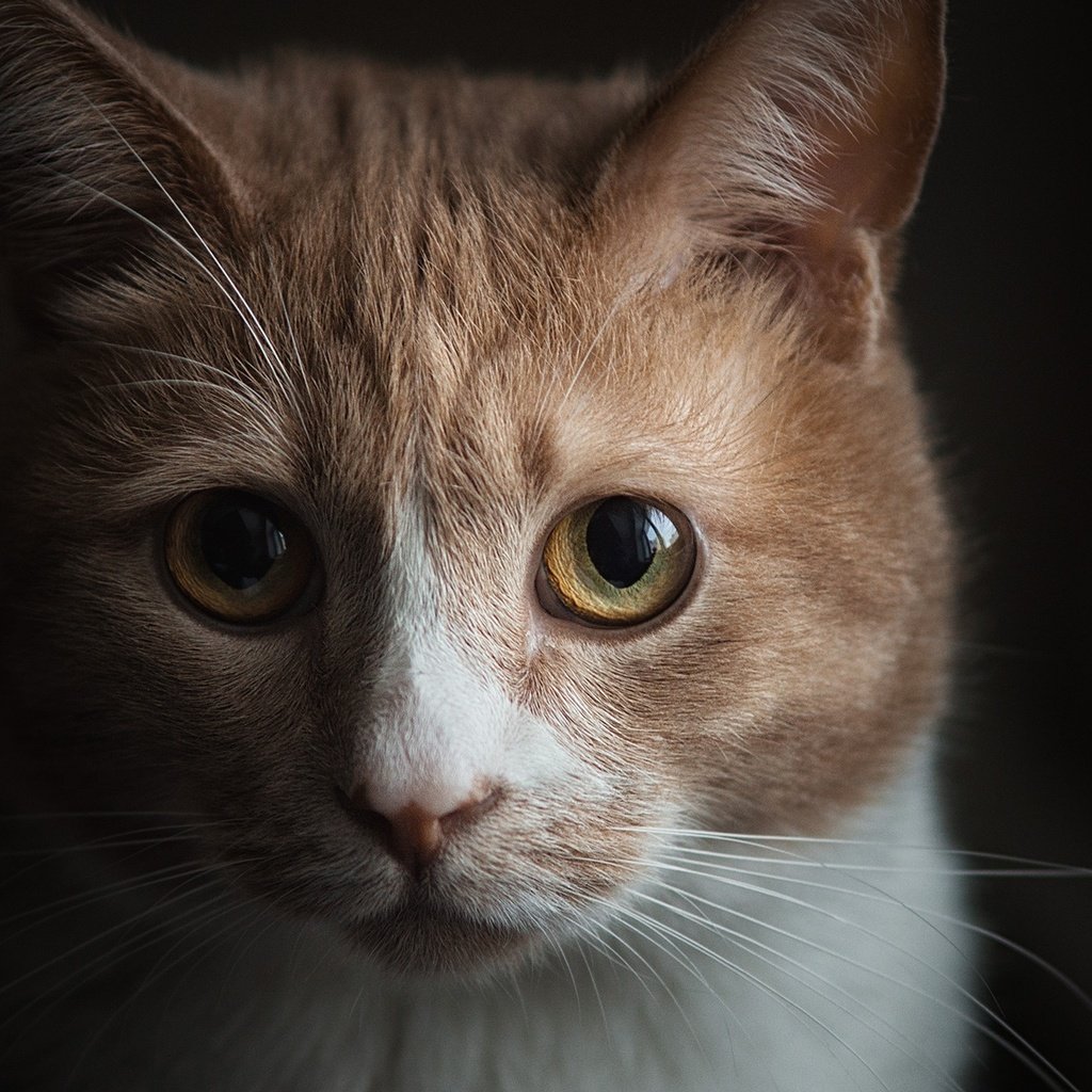 Обои портрет, мордочка, кошка, взгляд, темный фон, portrait, muzzle, cat, look, the dark background разрешение 1920x1280 Загрузить