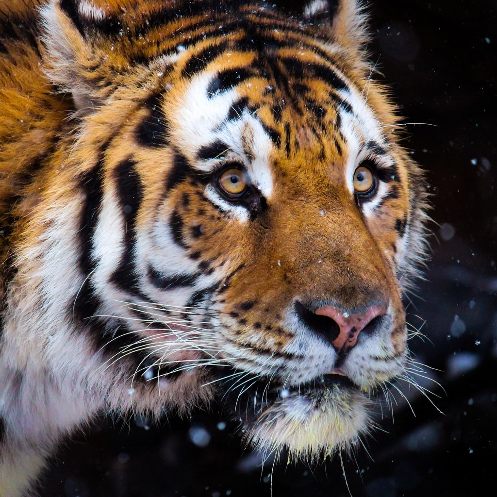 Обои тигр, морда, снег, зима, портрет, взгляд, темный фон, снегопад, tiger, face, snow, winter, portrait, look, the dark background, snowfall разрешение 3840x2560 Загрузить
