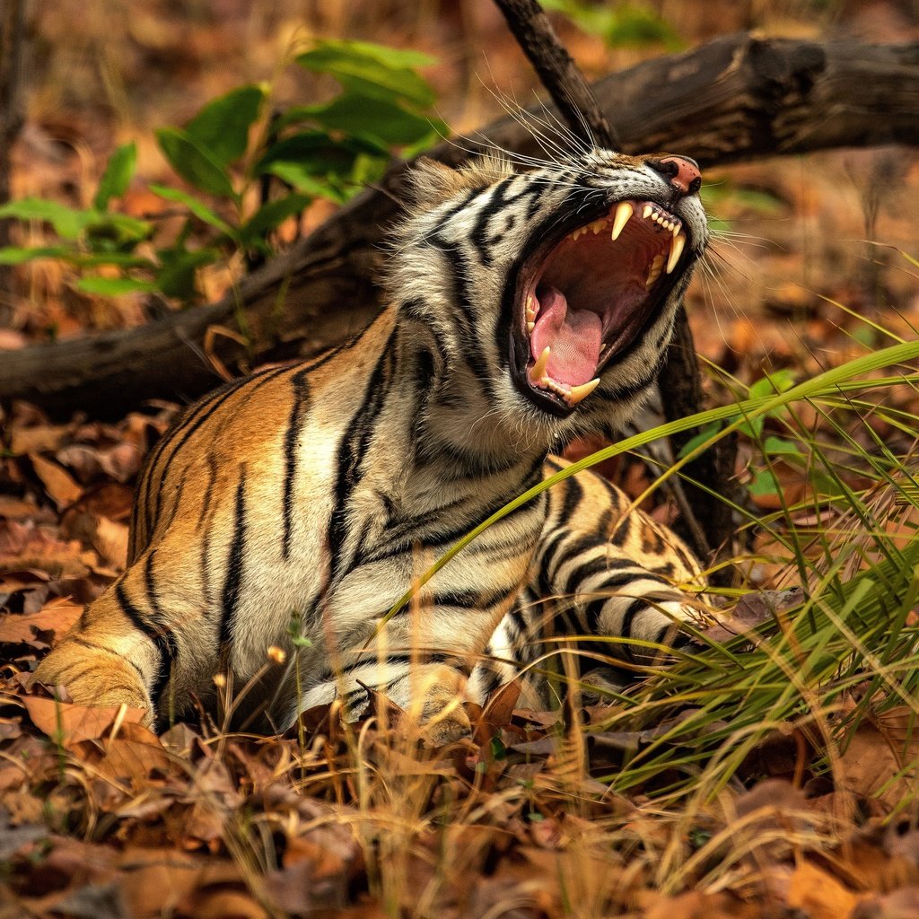 Обои тигр, природа, поза, пасть, рык, tiger, nature, pose, mouth, roar разрешение 3333x2530 Загрузить