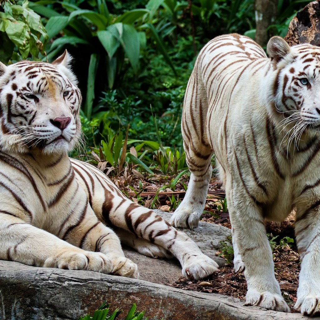 Обои тигр, природа, тигры, tiger, nature, tigers разрешение 3623x2335 Загрузить