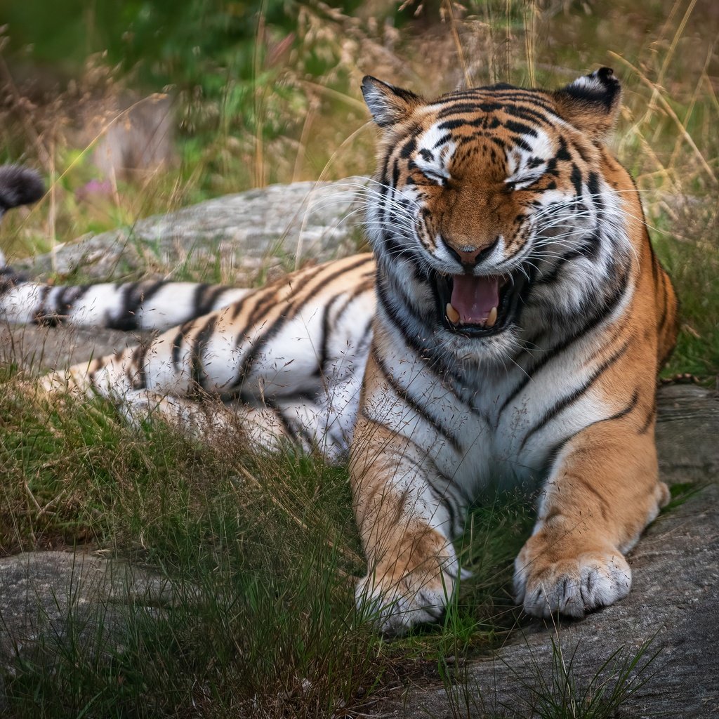 Обои тигр, трава, поза, лежит, пасть, tiger, grass, pose, lies, mouth разрешение 3361x2604 Загрузить