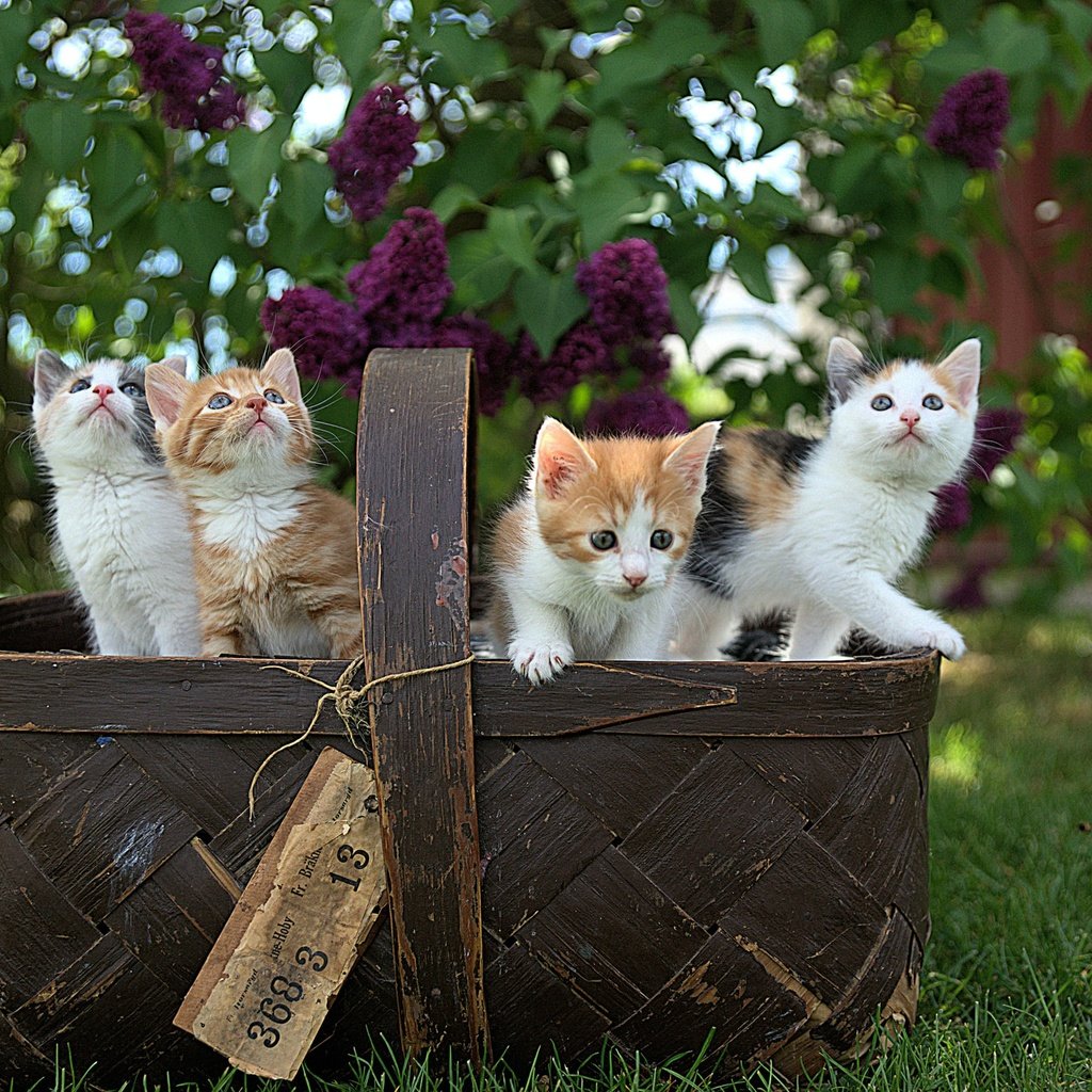 Обои весна, корзина, котята, сирень, spring, basket, kittens, lilac разрешение 2400x1605 Загрузить