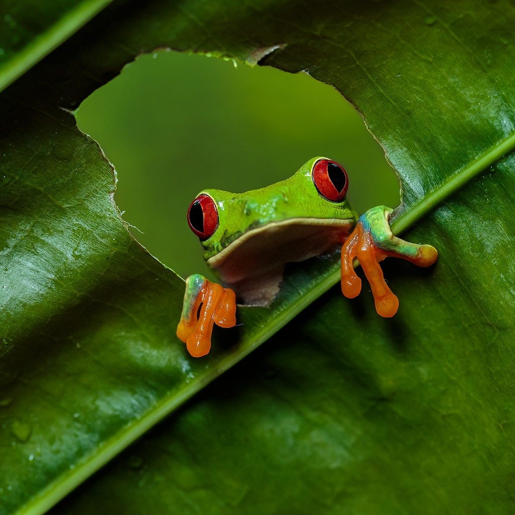 Обои взгляд, листок, лягушка, дырка, отверстие, древесная лягушка, красноглазая квакша, look, leaf, frog, hole, tree frog, red-eyed tree frog разрешение 2000x1333 Загрузить