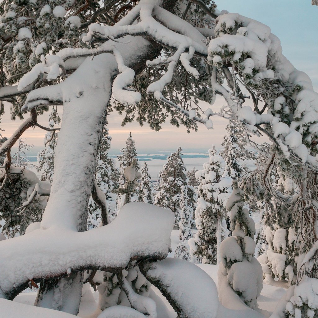 Обои деревья, природа, зима, пейзаж, trees, nature, winter, landscape разрешение 4949x3299 Загрузить