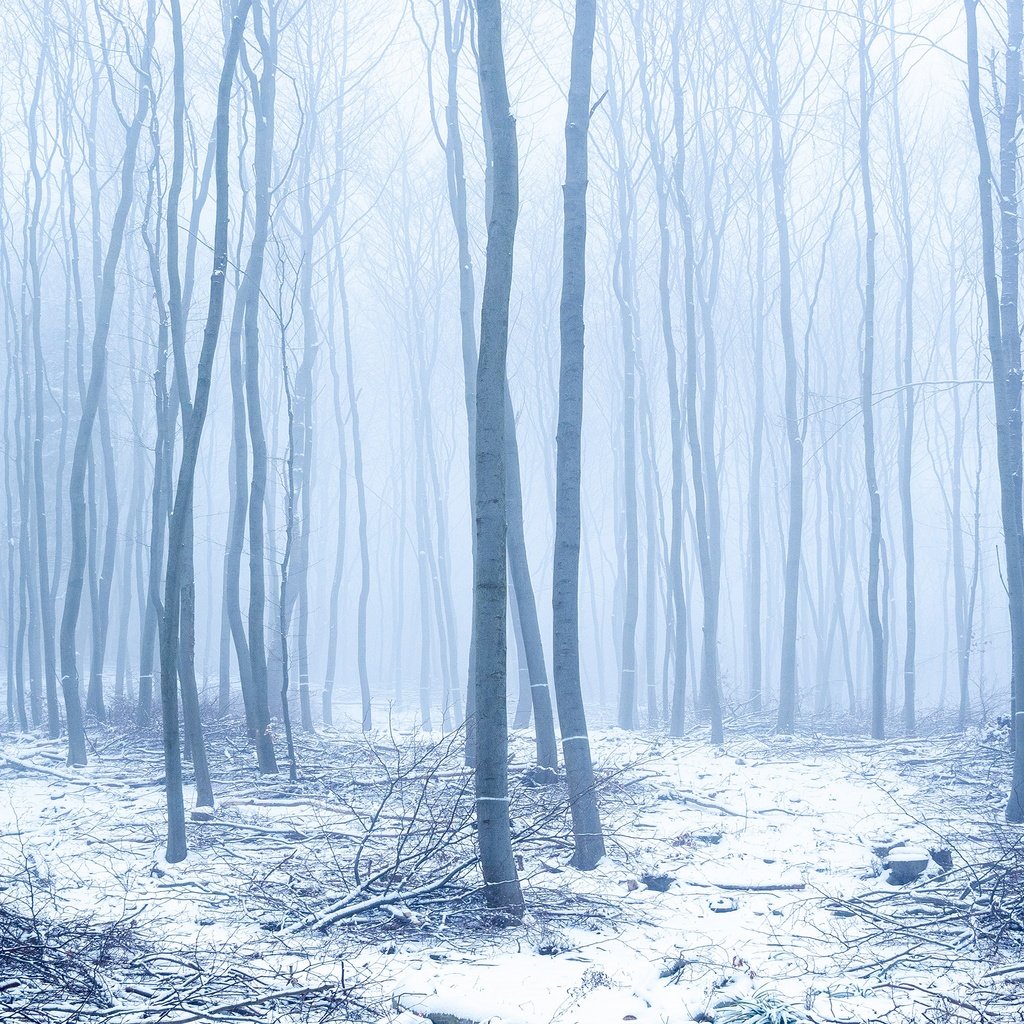 Обои деревья, снег, природа, лес, зима, туман, trees, snow, nature, forest, winter, fog разрешение 3840x2160 Загрузить