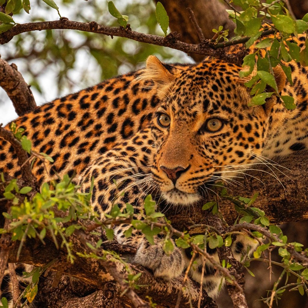 Обои дерево, ветки, леопард, tree, branches, leopard разрешение 3840x2160 Загрузить