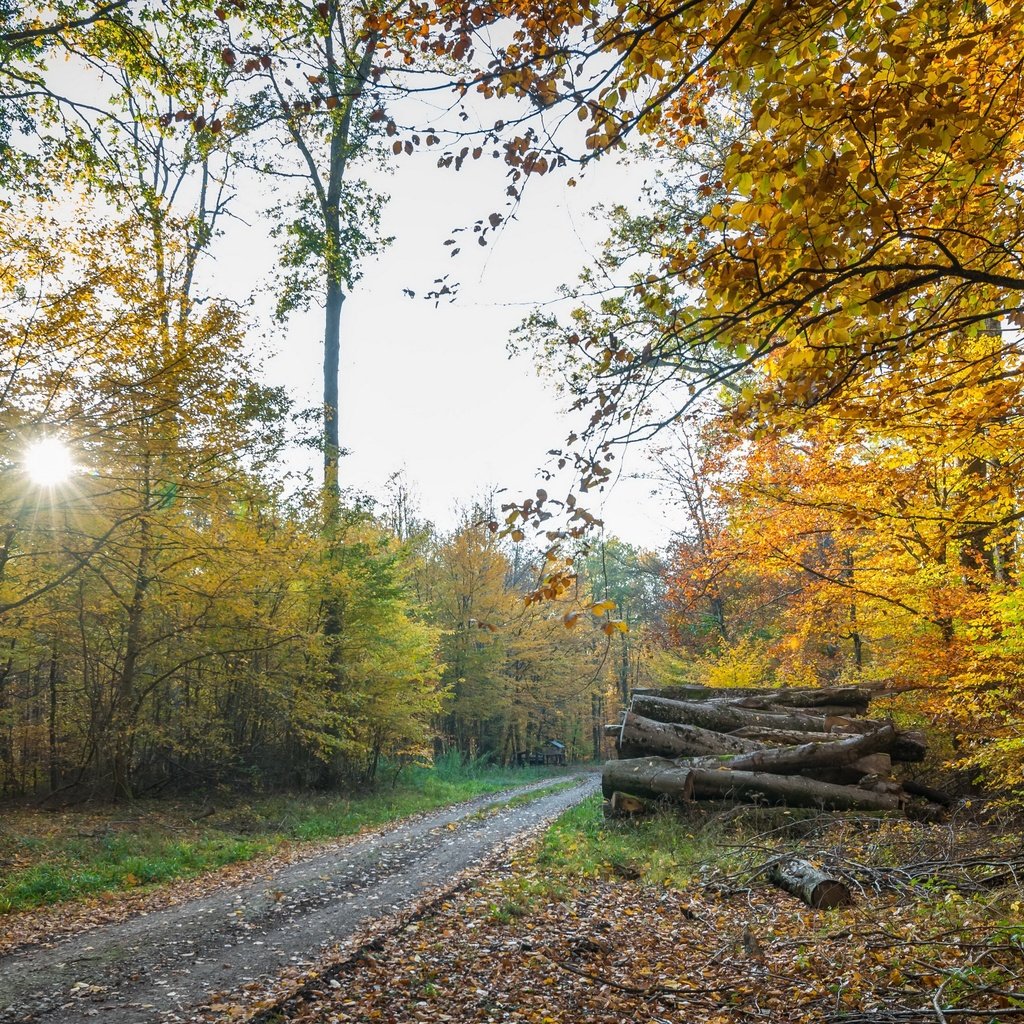 Обои дорога, осень, дрова, road, autumn, wood разрешение 3840x2160 Загрузить