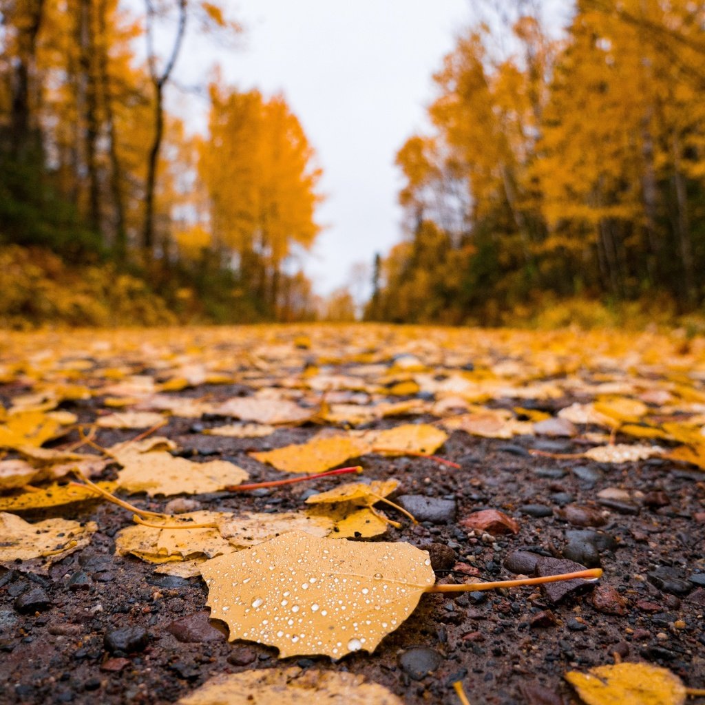 Обои дорога, природа, листья, осень, асфальт, время года, road, nature, leaves, autumn, asphalt, time of the year разрешение 4592x3448 Загрузить
