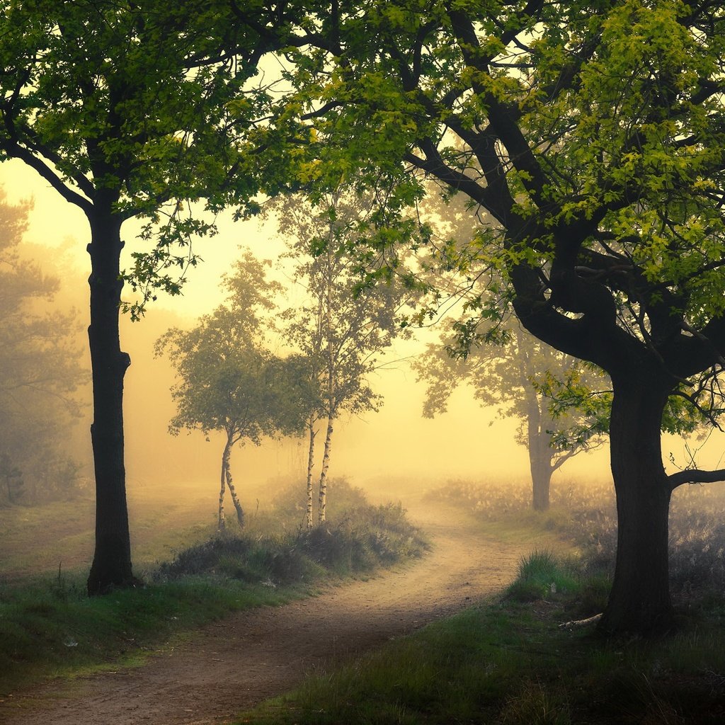 Обои дорога, природа, туман, road, nature, fog разрешение 2048x1300 Загрузить