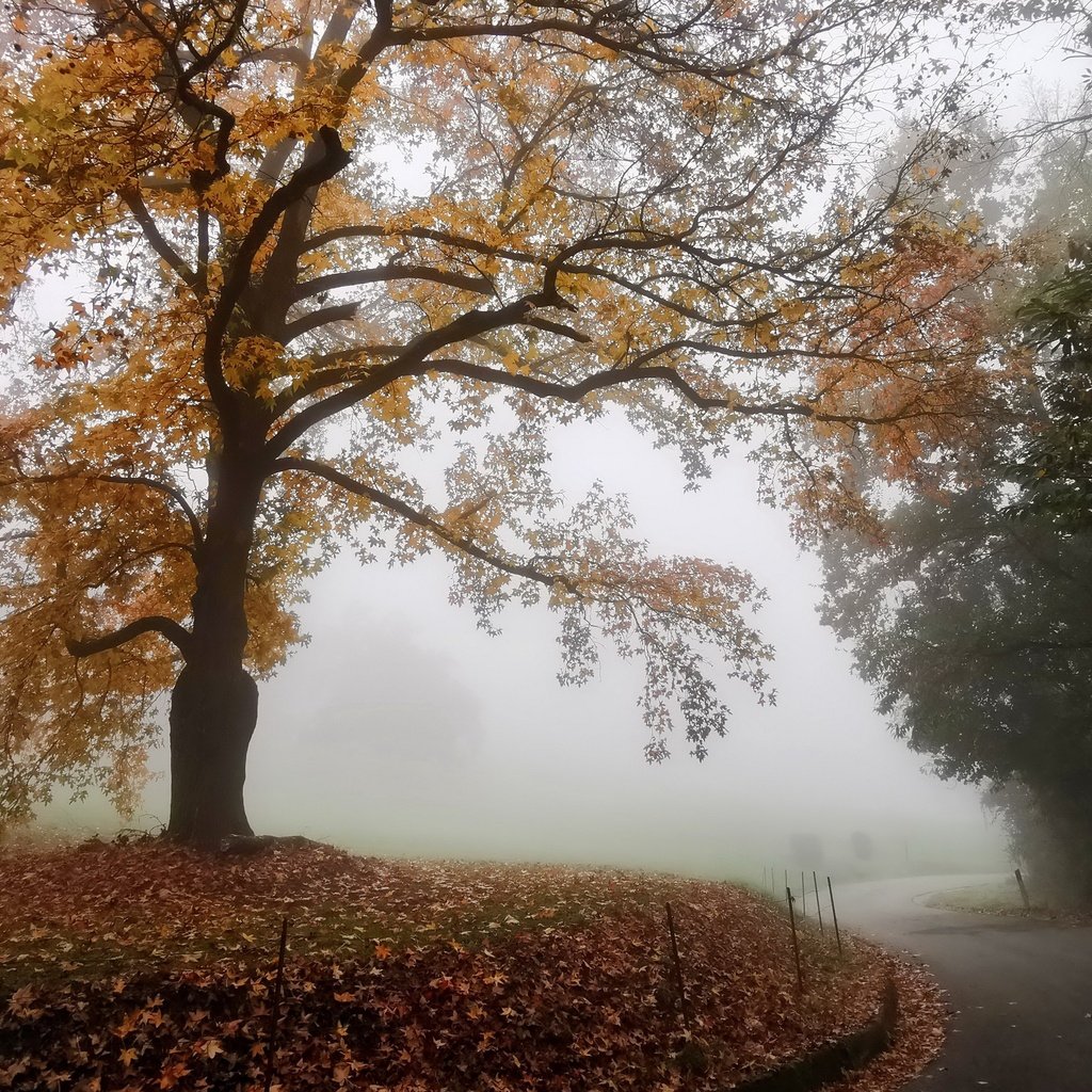 Обои дорога, туман, осень, road, fog, autumn разрешение 3840x2160 Загрузить