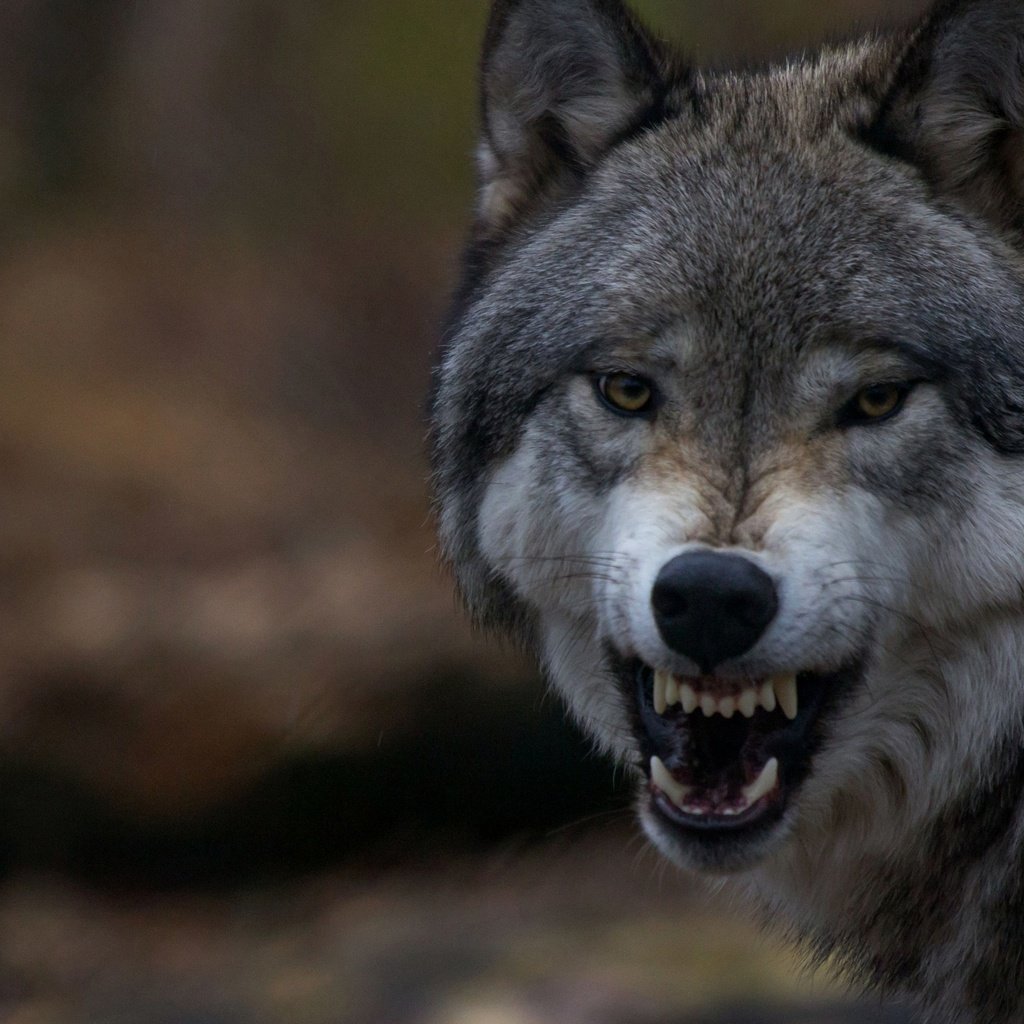 Обои клыки, зубы, оскал, пасть, волк, fangs, teeth, grin, mouth, wolf разрешение 3840x2160 Загрузить