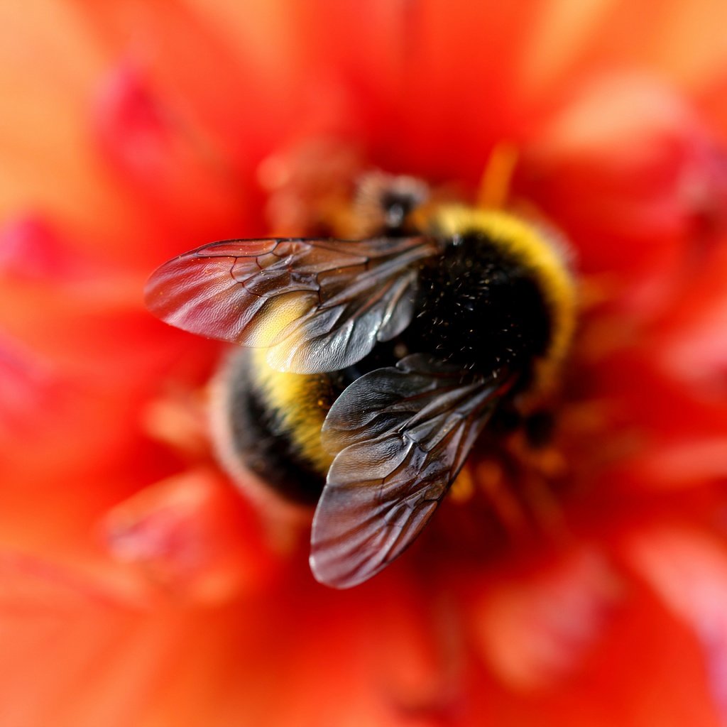 Обои макро, фон, цветок, красный, шмель, размытие, боке, крылышки, macro, background, flower, red, bumblebee, blur, bokeh, wings разрешение 5184x3456 Загрузить