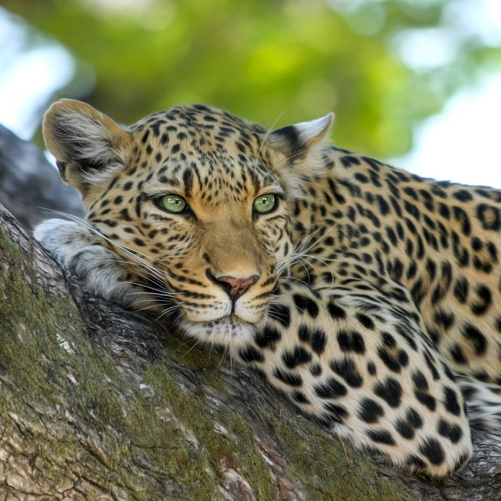 Обои морда, дерево, взгляд, лежит, леопард, face, tree, look, lies, leopard разрешение 2304x1536 Загрузить
