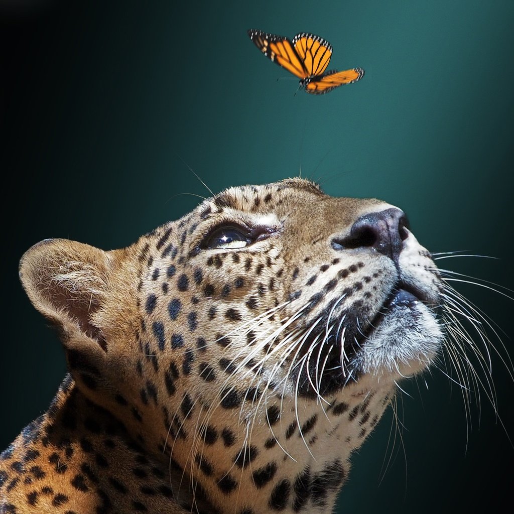 Обои морда, фон, бабочка, ягуар, дикая кошка, face, background, butterfly, jaguar, wild cat разрешение 2048x1536 Загрузить