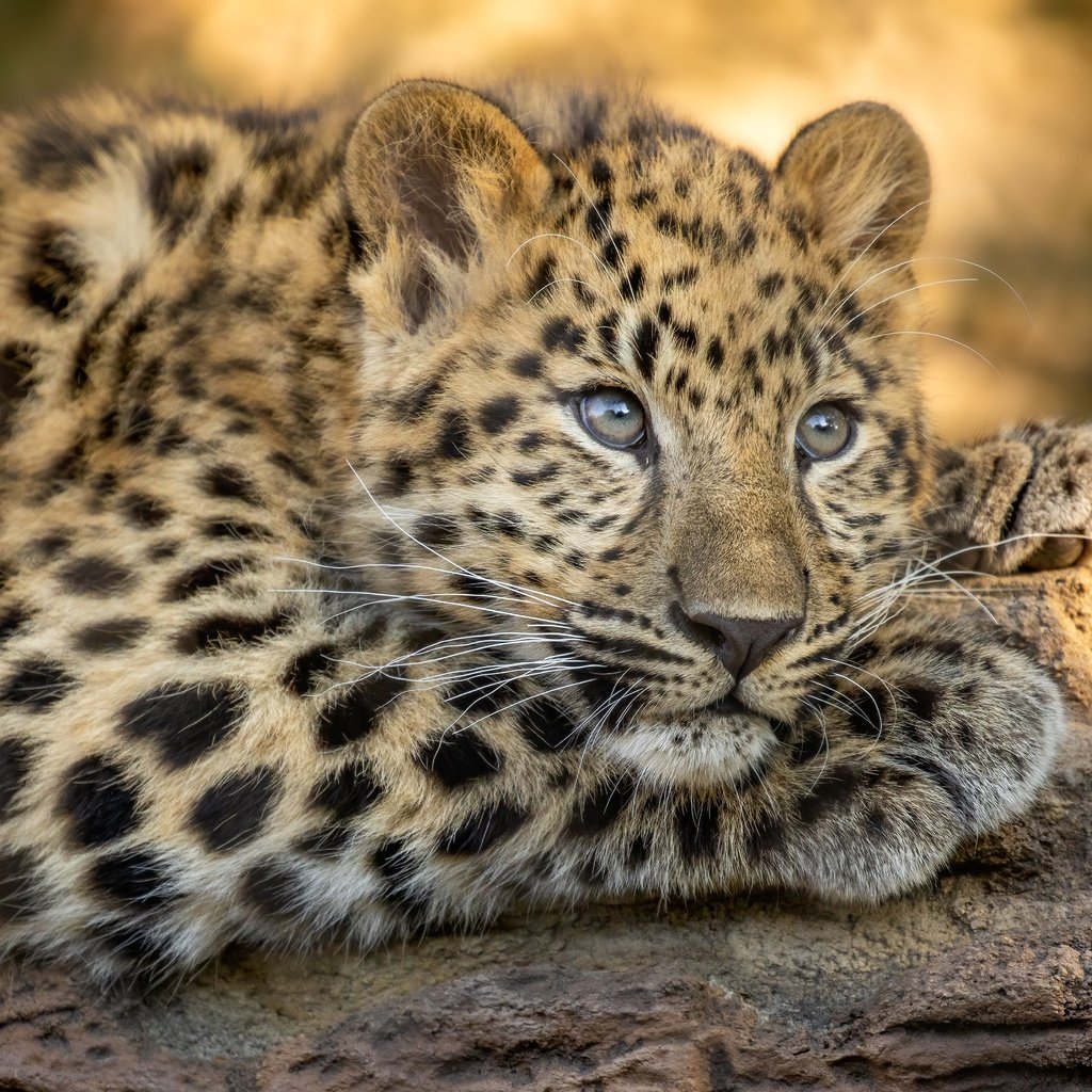 Обои морда, взгляд, леопард, дикая кошка, face, look, leopard, wild cat разрешение 4627x3305 Загрузить
