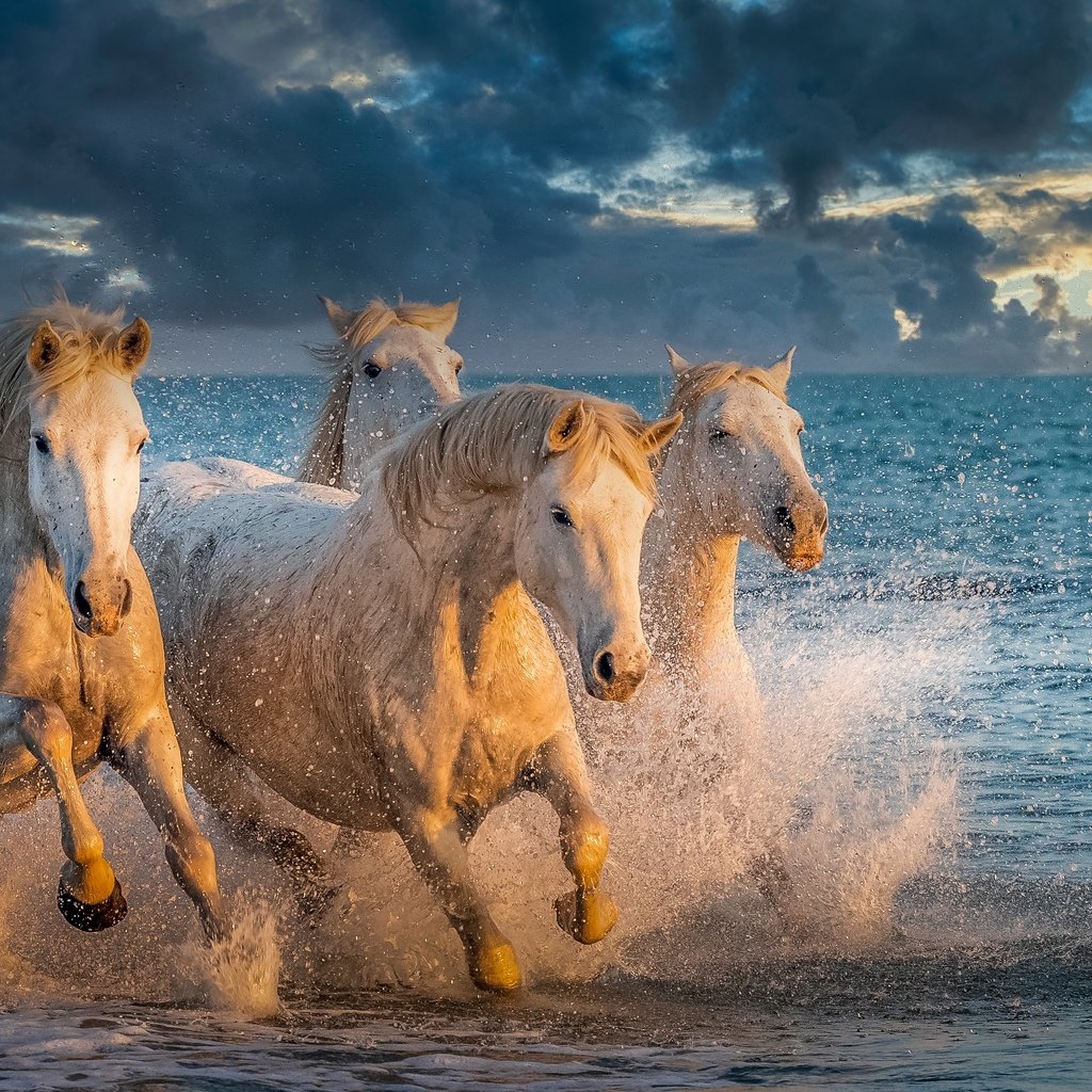 Обои море, брызги, лошади, кони, sea, squirt, horse, horses разрешение 4020x2261 Загрузить