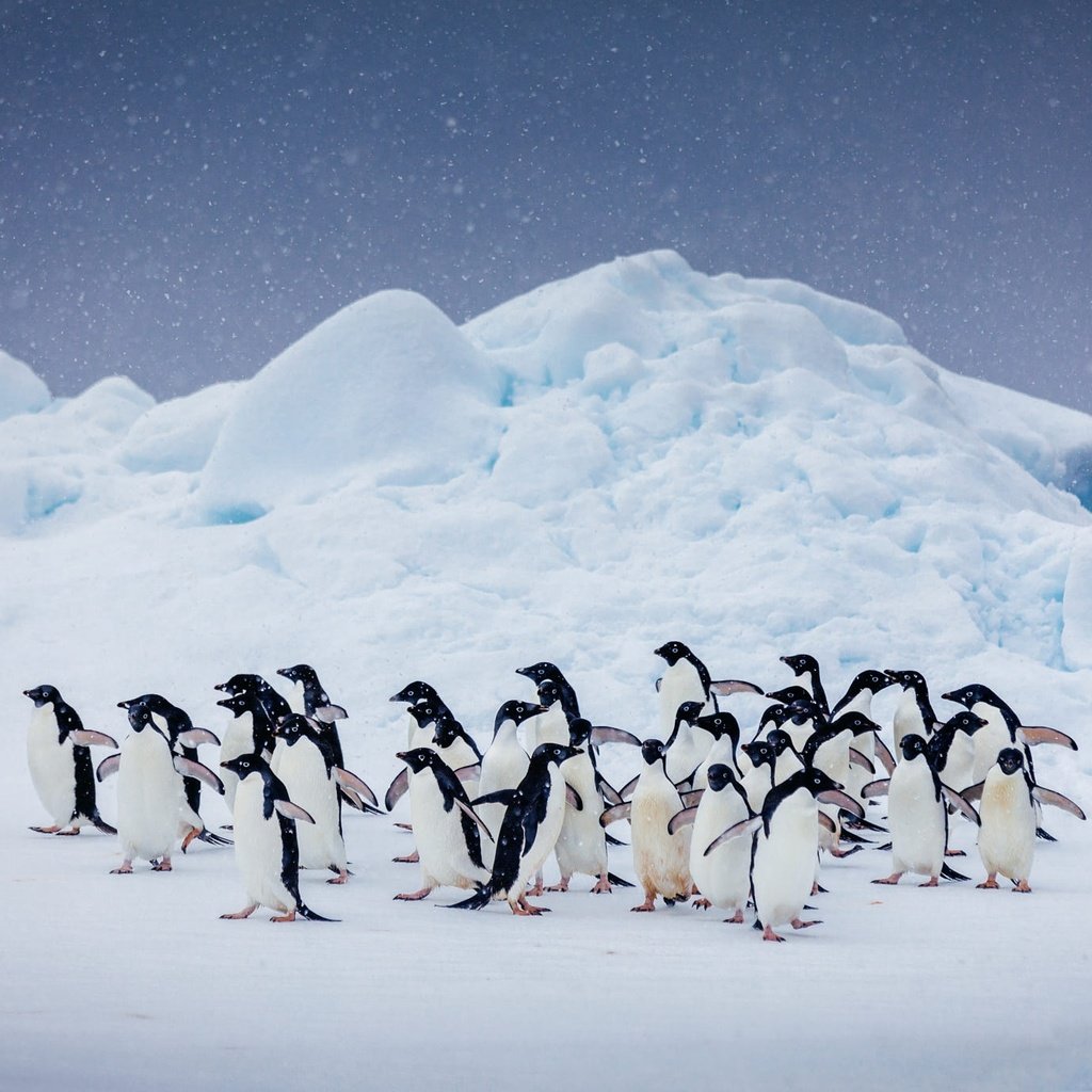 Обои небо, снег, природа, птицы, пингвин, стая, антарктида, пингвины, the sky, snow, nature, birds, penguin, pack, antarctica, penguins разрешение 2000x1373 Загрузить
