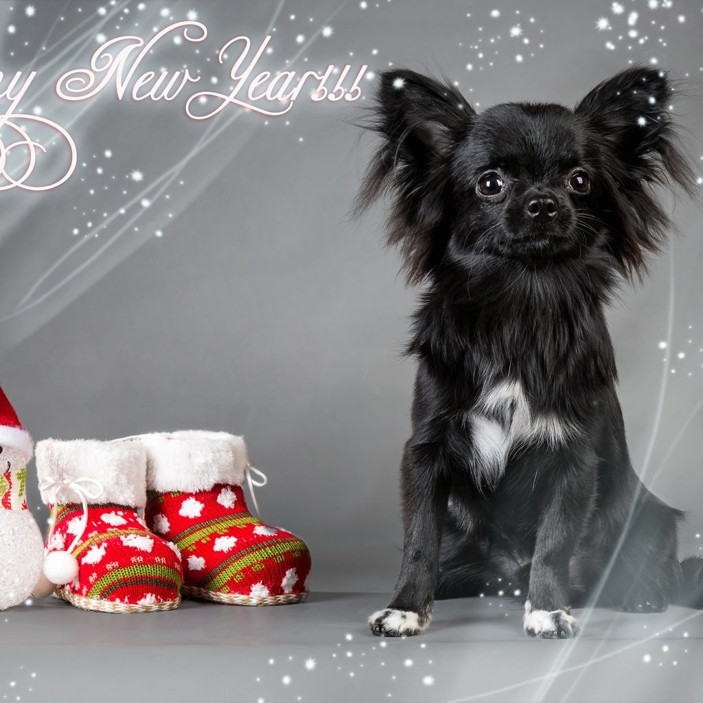 Обои новый год, обувь, взгляд, фигурка, собака, чихуа-хуа, игрушка, снеговик, носки, праздник, рождество, new year, shoes, look, figure, dog, chihuahua, toy, snowman, socks, holiday, christmas разрешение 4267x2845 Загрузить
