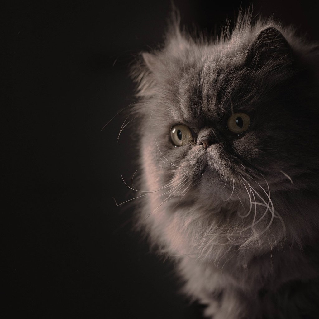 Обои портрет, мордочка, взгляд, пушистая, персидская кошка, portrait, muzzle, look, fluffy, persian cat разрешение 2048x1365 Загрузить