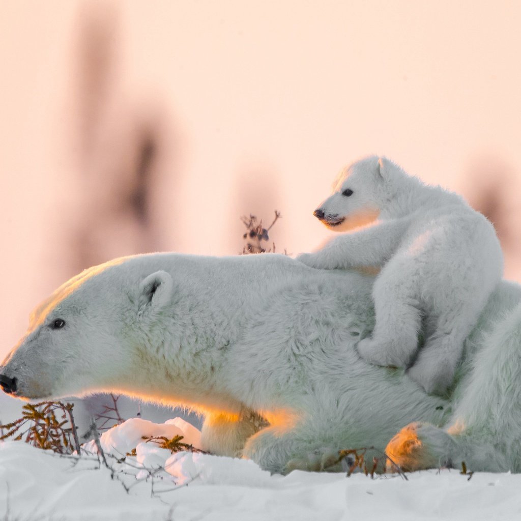 Обои снег, медвежонок, белые медведи, медведица, полярные медведи, snow, bear, polar bears разрешение 2560x1509 Загрузить
