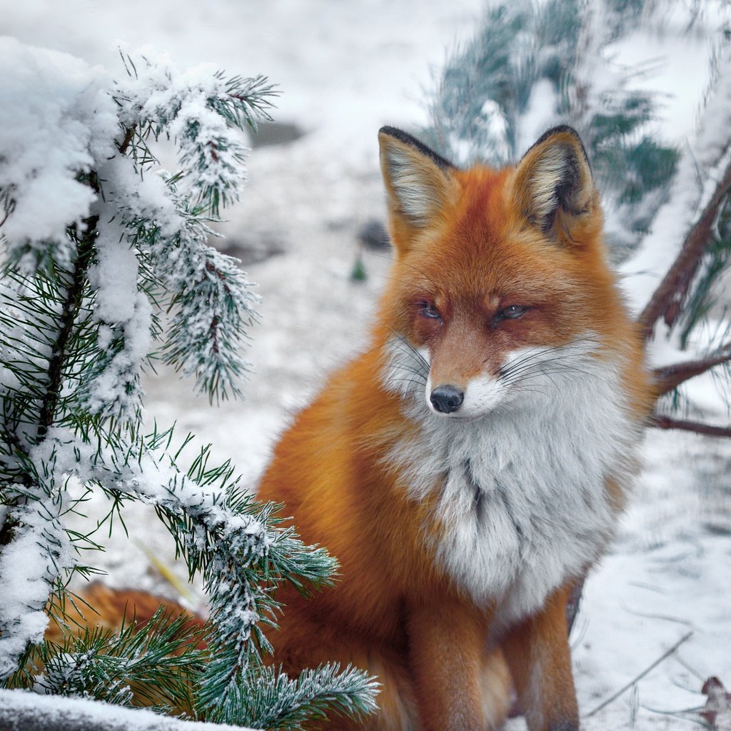 Обои снег, природа, хвоя, зима, ветки, лиса, лисица, животное, snow, nature, needles, winter, branches, fox, animal разрешение 2150x1586 Загрузить