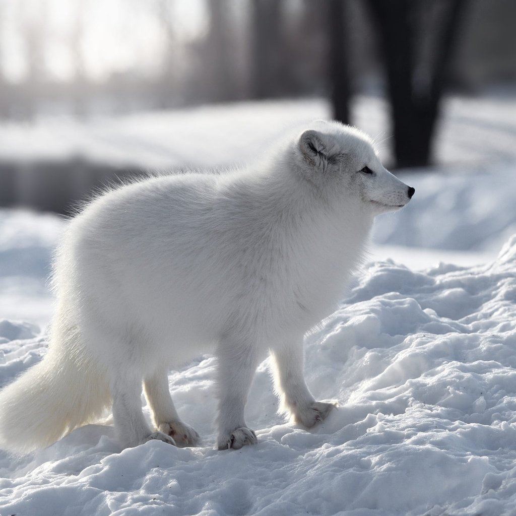Обои снег, природа, зима, белый, профиль, песец, snow, nature, winter, white, profile, fox разрешение 2000x1406 Загрузить