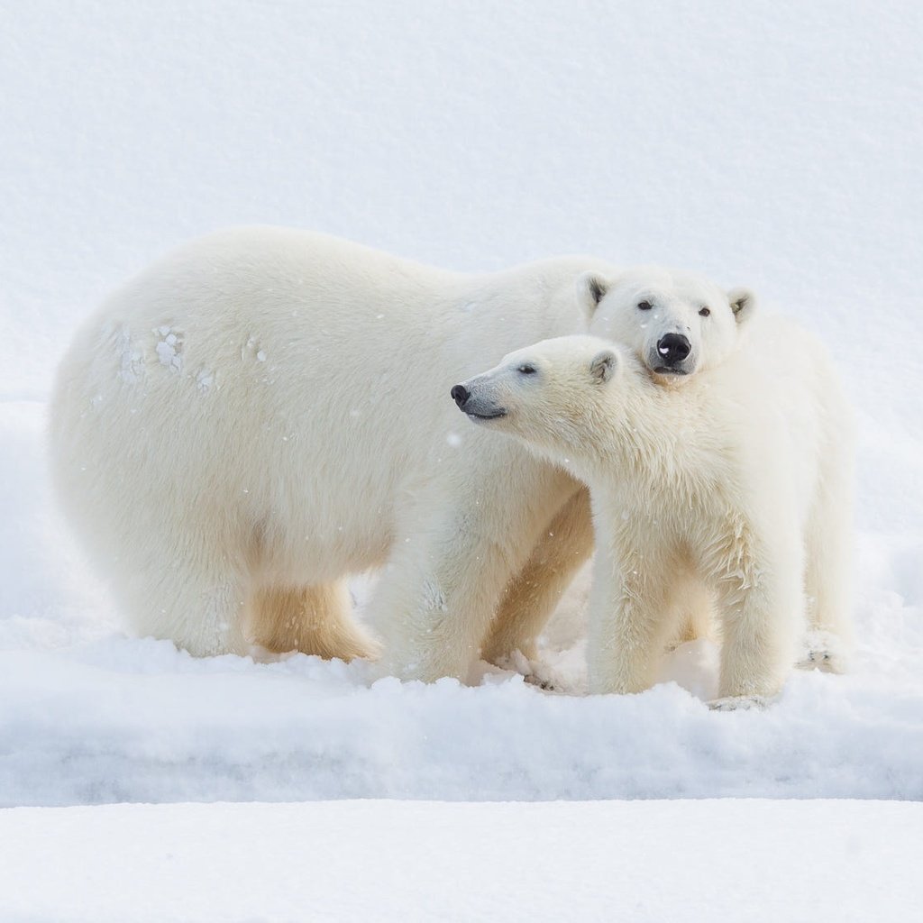 Обои медвежонок, снег, взгляд, медведь, малыш, сугробы, медведи, белый медведь, детеныш, snow, look, bear, baby, the snow, bears, polar bear, cub разрешение 2000x1125 Загрузить