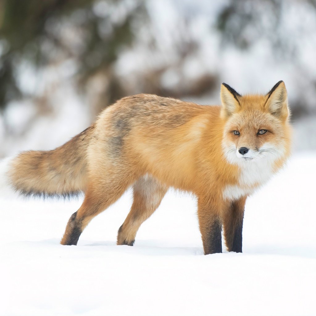 Обои снег, зима, взгляд, рыжая, лиса, боке, snow, winter, look, red, fox, bokeh разрешение 2880x1920 Загрузить